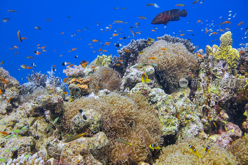 美丽的珊瑚礁上的海洋生物与许多小型热带鱼和红海珊瑚石斑鱼(Cephalopholis miniata)在红海- Marsa Alam -埃及